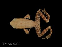 藏品(拉都希氏蛙)的圖片